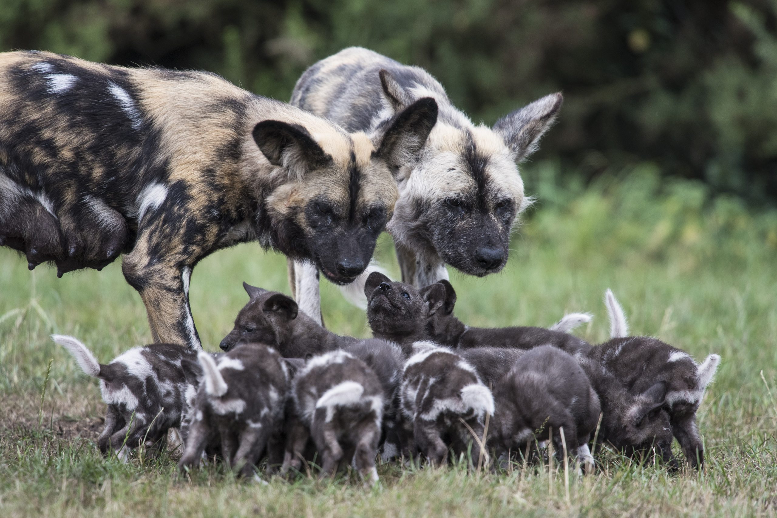 Hunting dogs at West Midland Safari Park