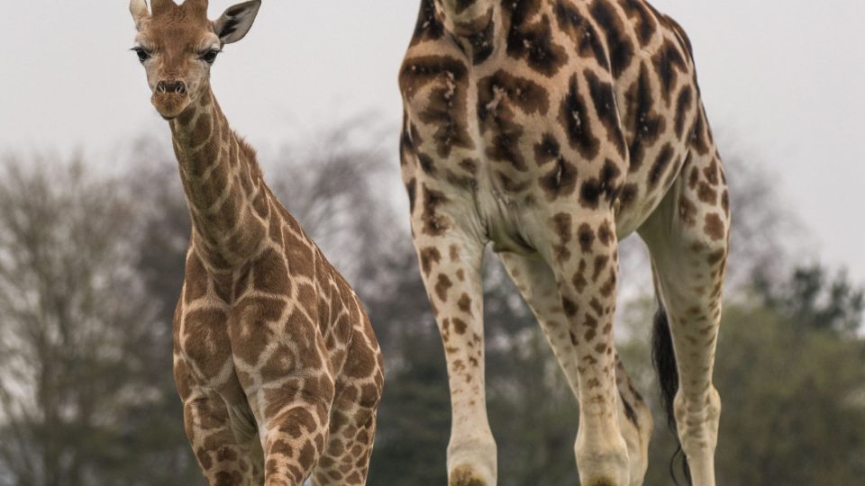 Two adult giraffes and a youngster on green grass with tall trees behind them