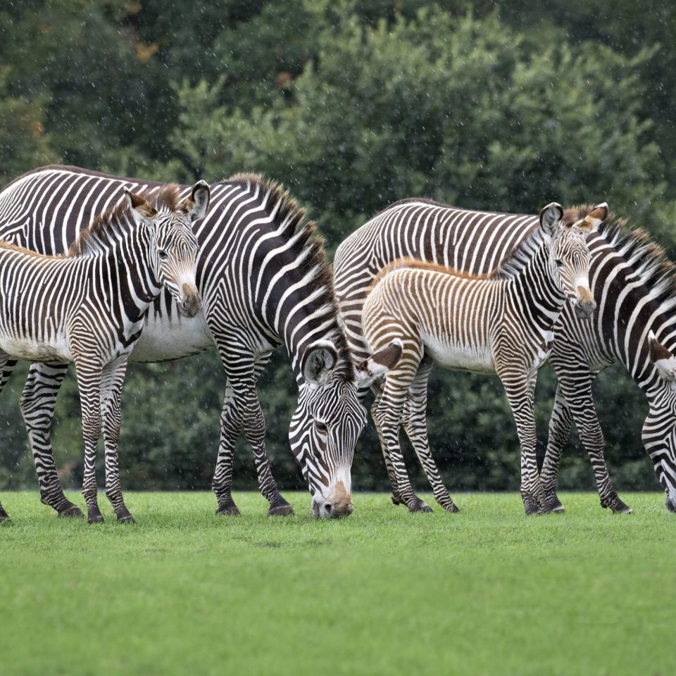 Four zebra grazing on lush green grass