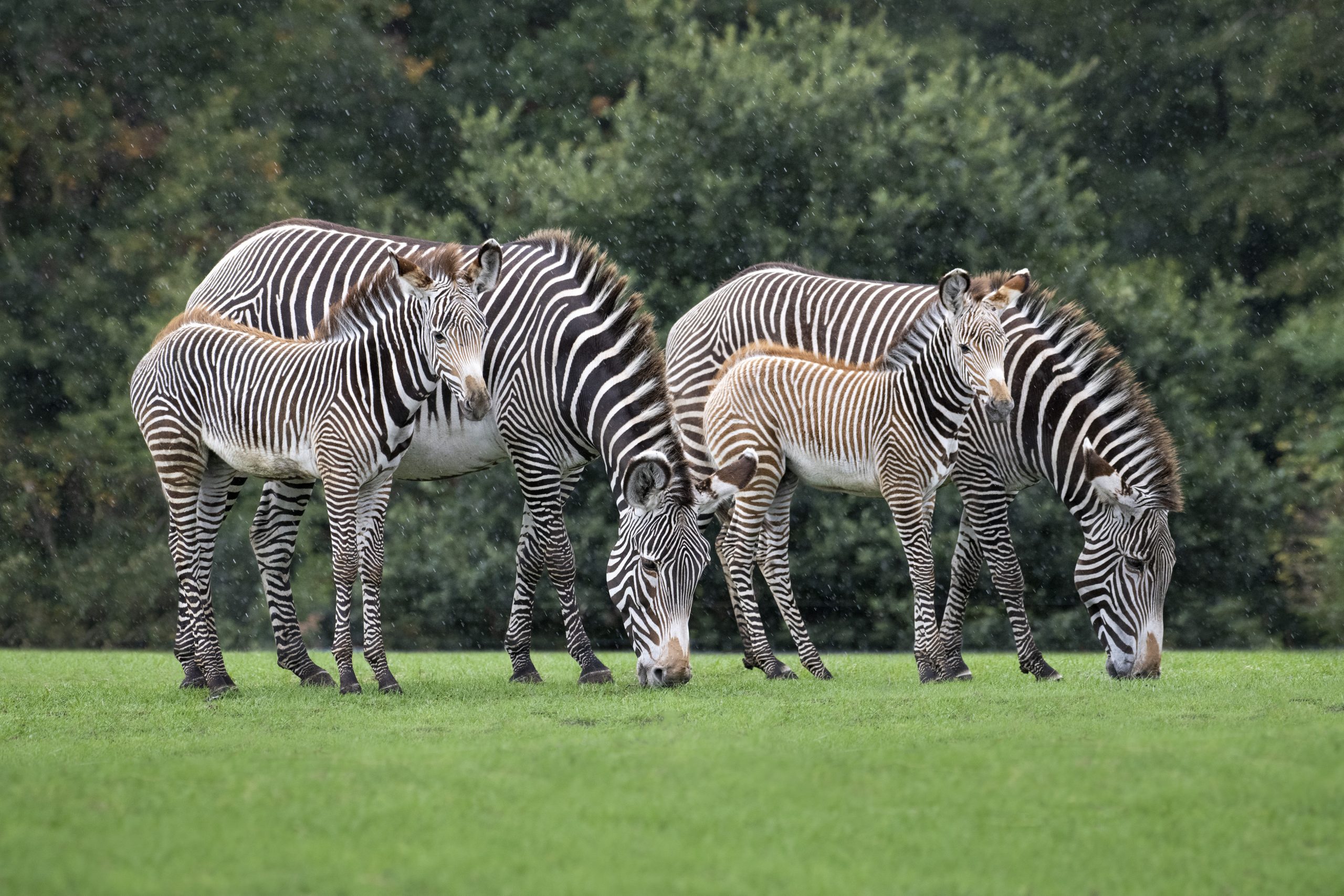 Four zebra grazing on lush green grass