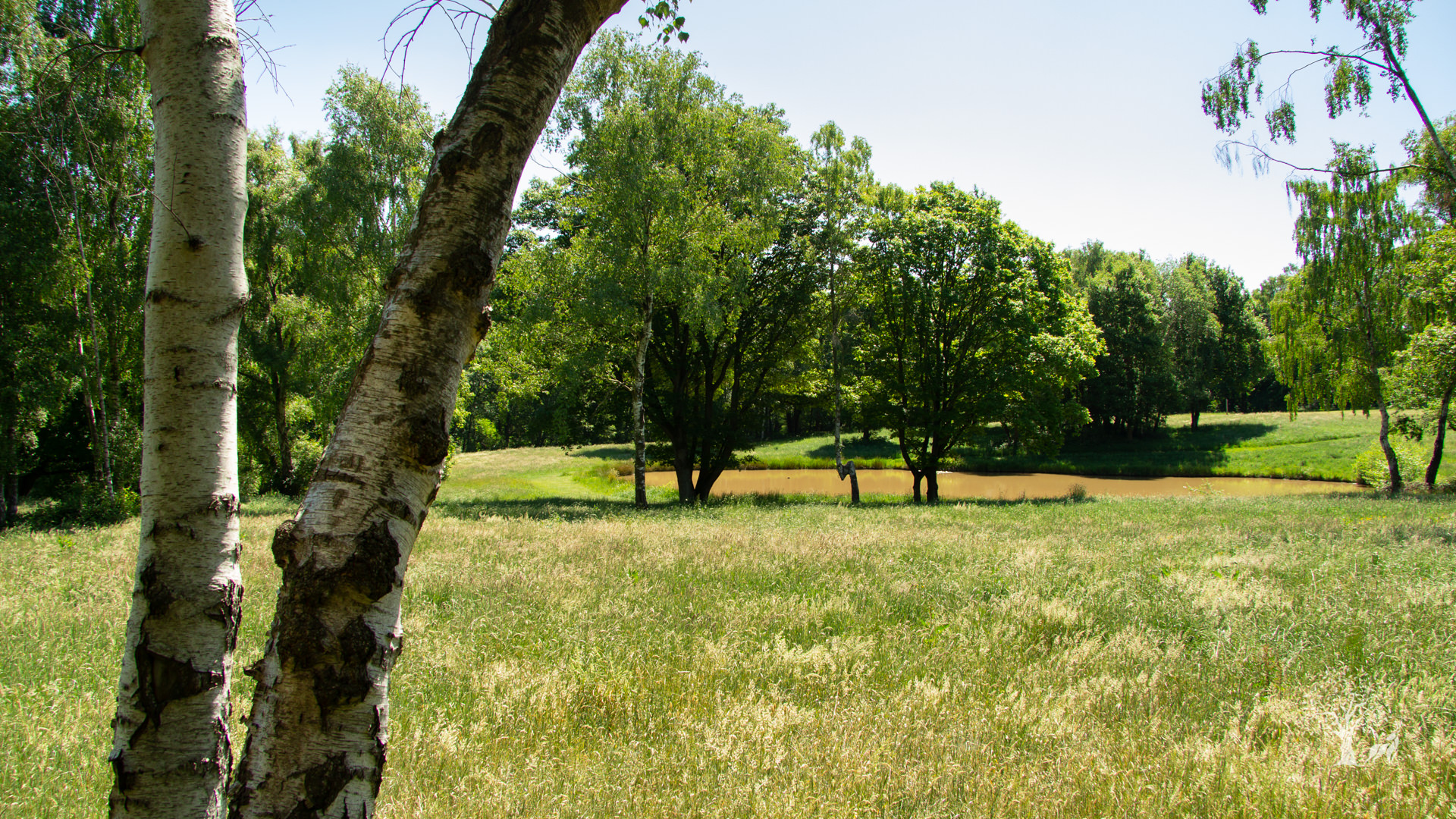 Fishing pool and open fields at lodge coppice holiday park