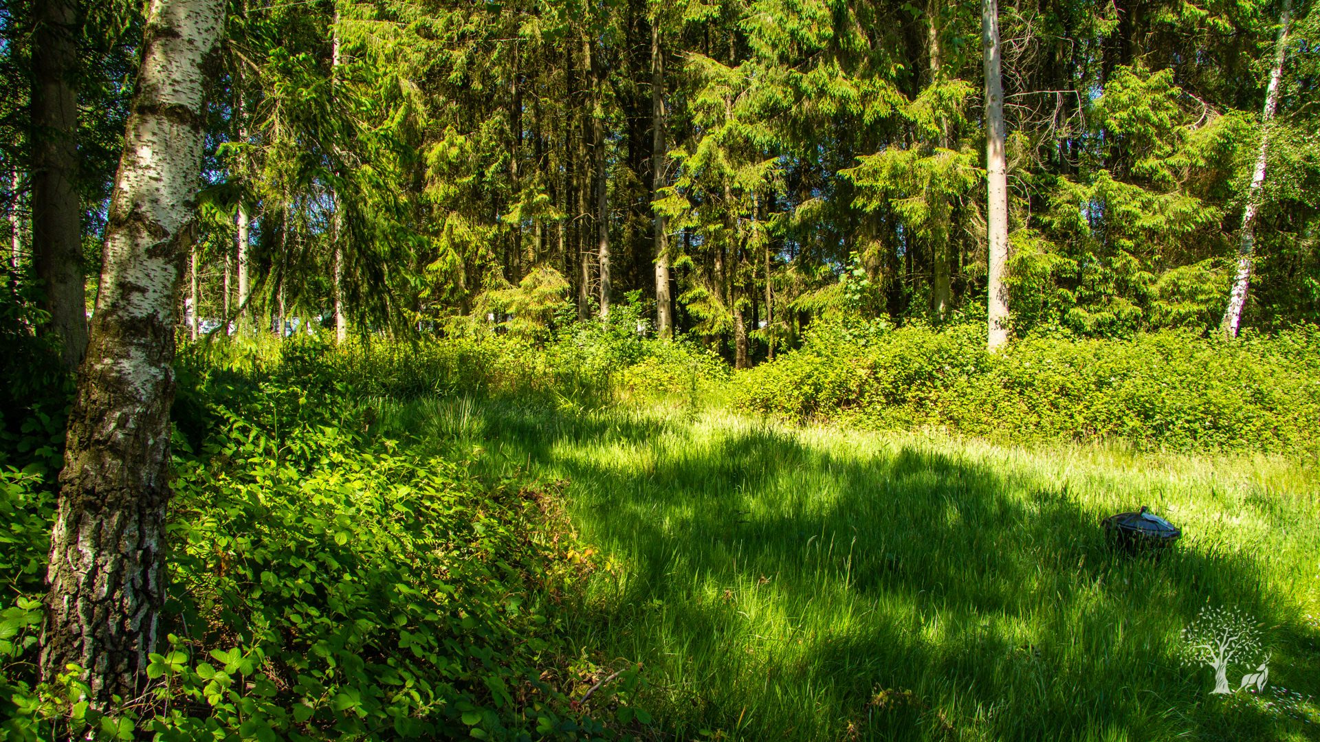 Trees and fields near lodge coppice holiday park