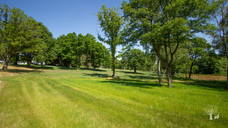 A green meadow, with a coppice of trees, everything is very green against a clear blue sky.