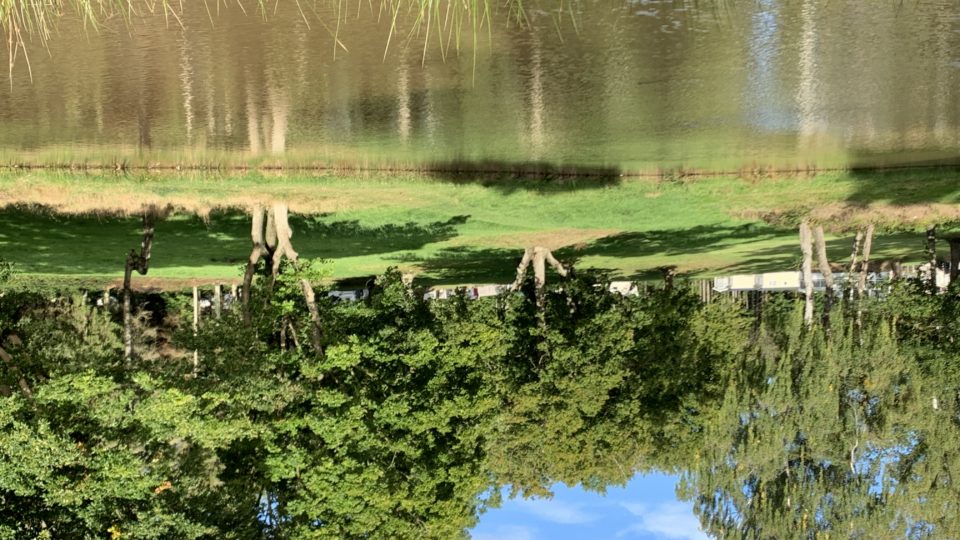 The tall trees reflection is mirrored onto the cool waters of or fishing pool. The grass in the foreground is tall, the grass beyond is mown and wraps around the well-established, randomly spaced trees. Peeping through the trees are views of some of our holiday homes and above blue cloudy skies.