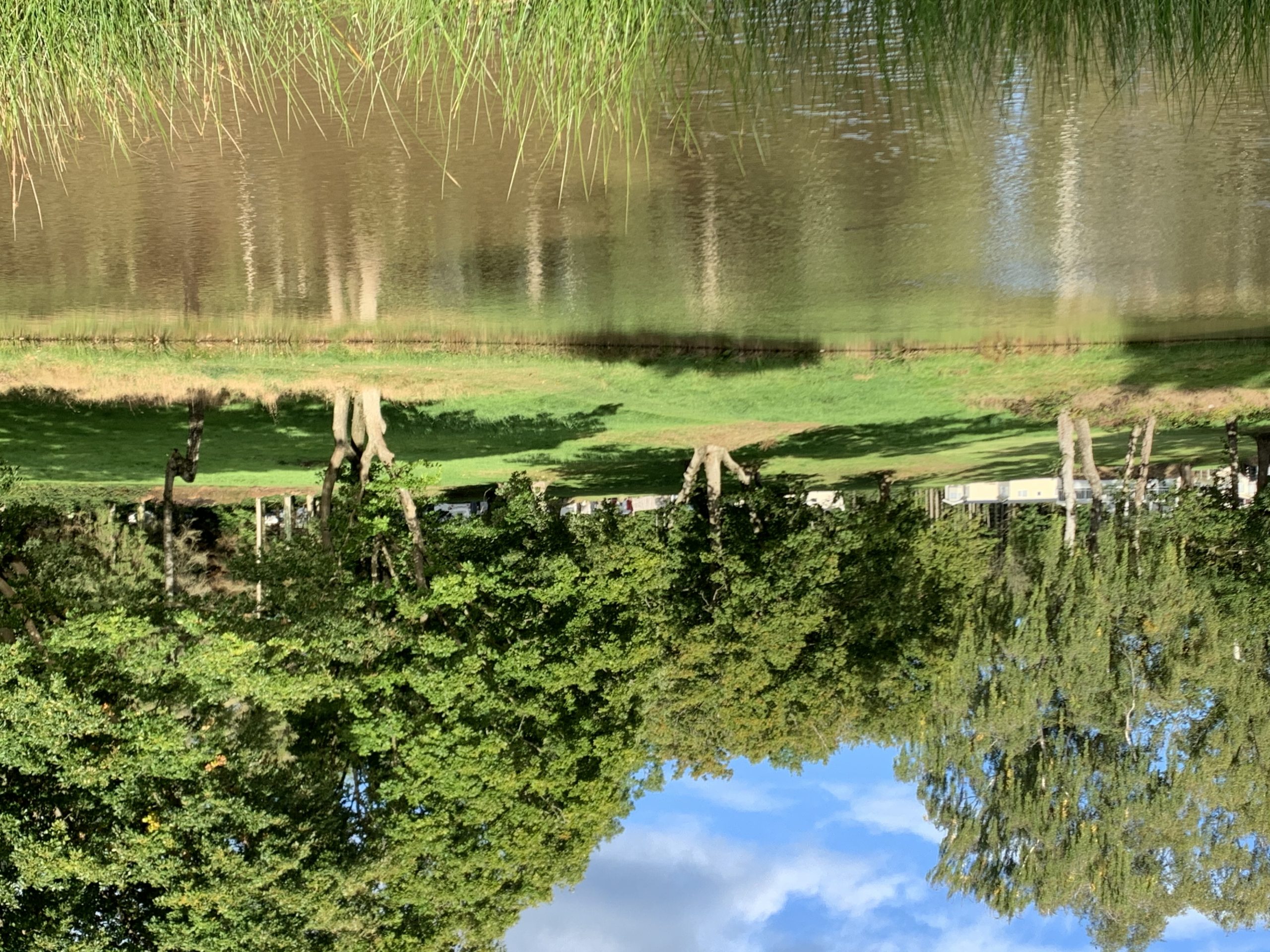 The tall trees reflection is mirrored onto the cool waters of or fishing pool. The grass in the foreground is tall, the grass beyond is mown and wraps around the well-established, randomly spaced trees. Peeping through the trees are views of some of our holiday homes and above blue cloudy skies.