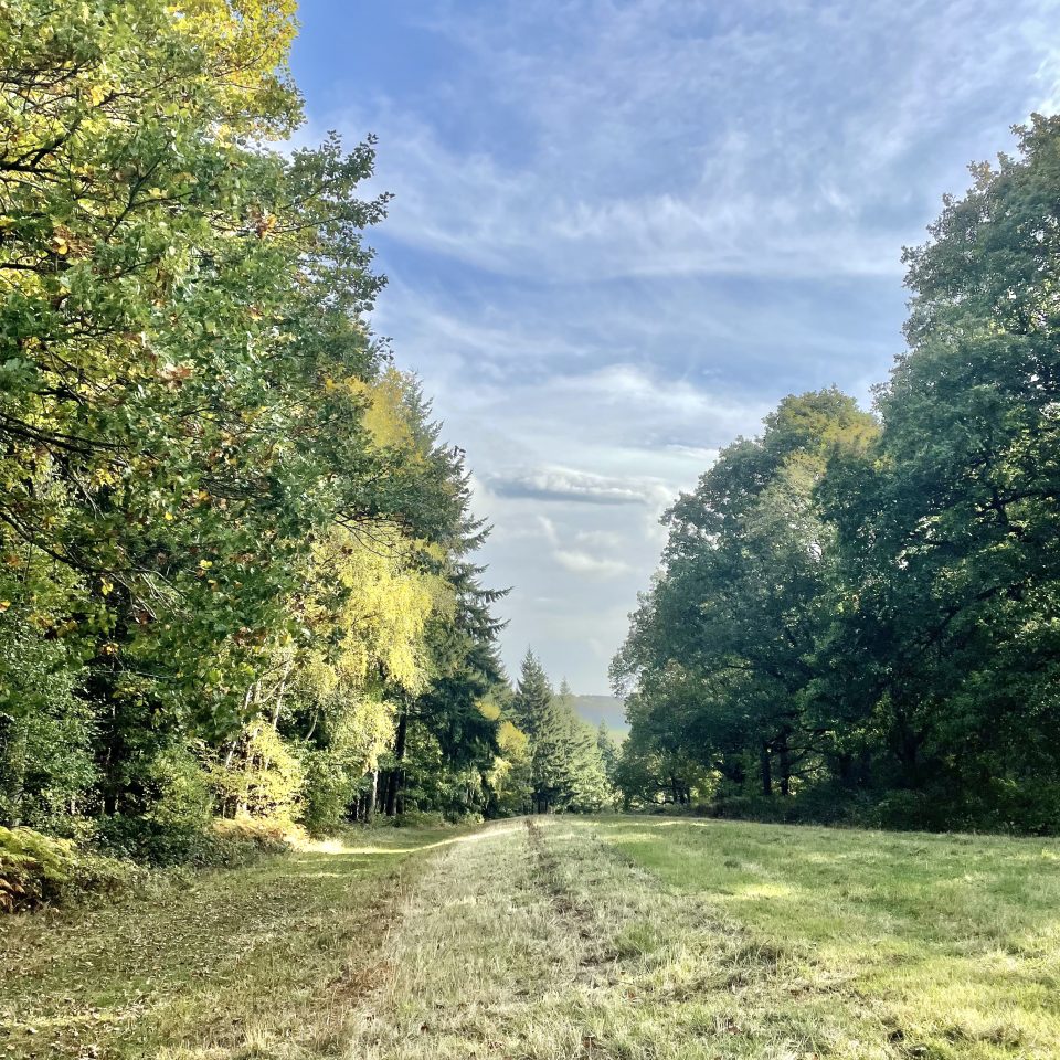 The best dog walk near Lodge Coppice.