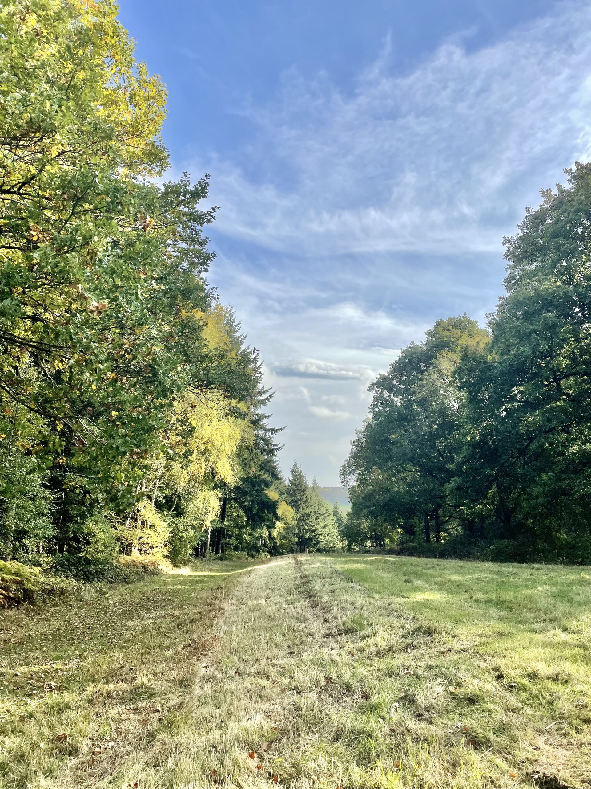 The best dog walk near Lodge Coppice.