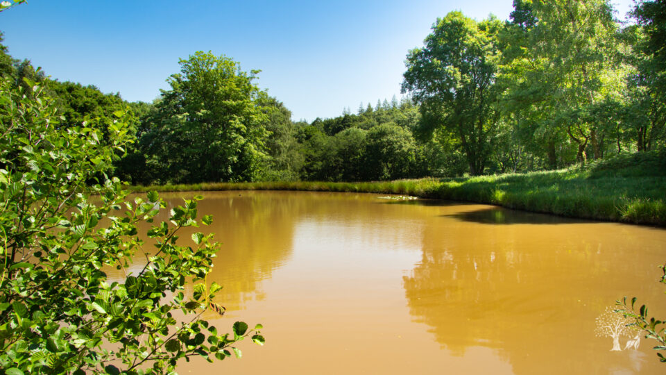 one of the fishing pools at lodge coppice