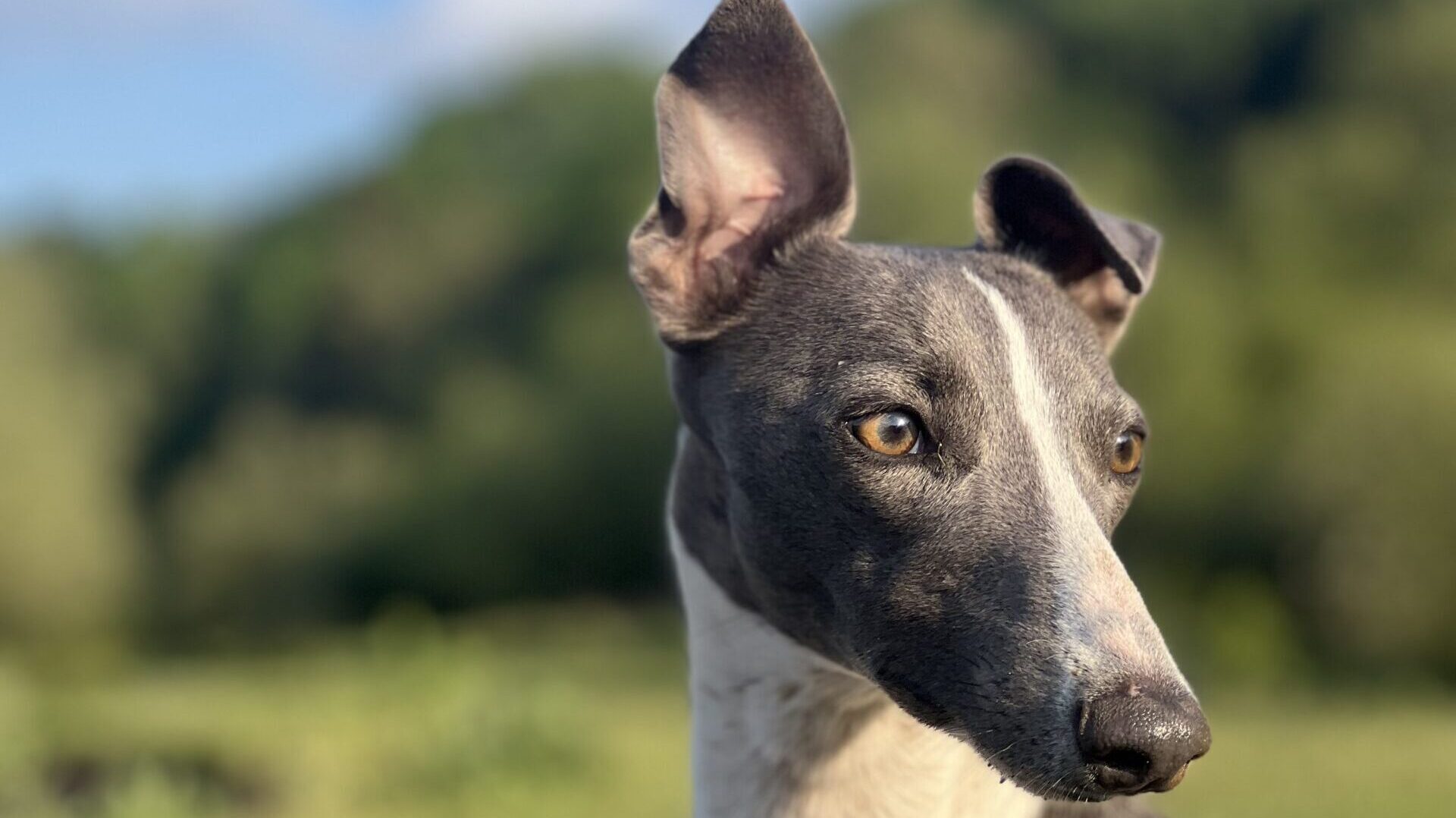 Beautiful whippet dog enjoying the nature of lodge coppice holiday park