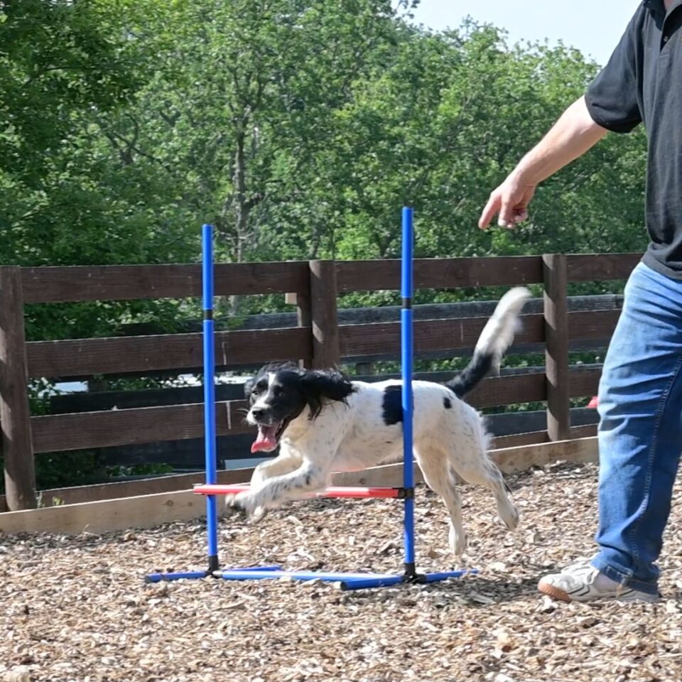 Dog enjoying our dog agility area at lodge coppice holiday park