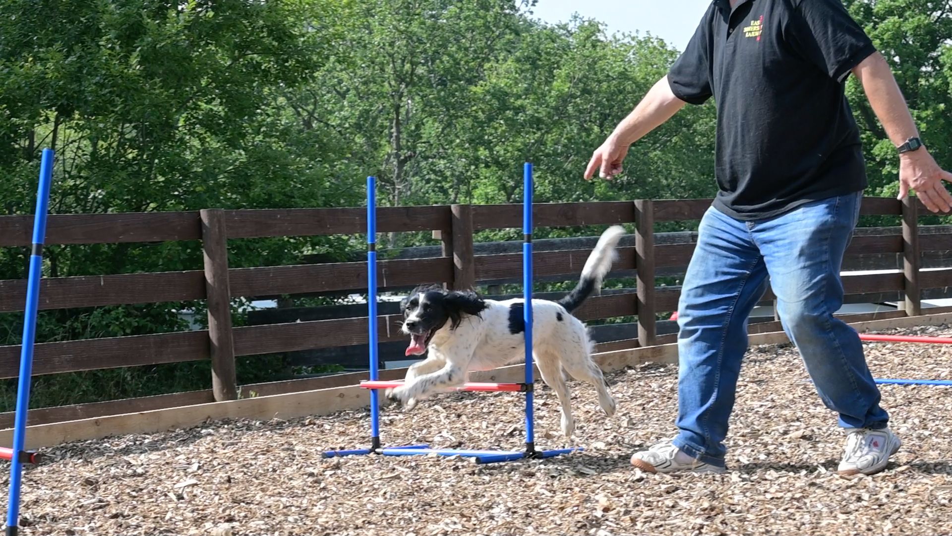 Dog enjoying our dog agility area at lodge coppice holiday park