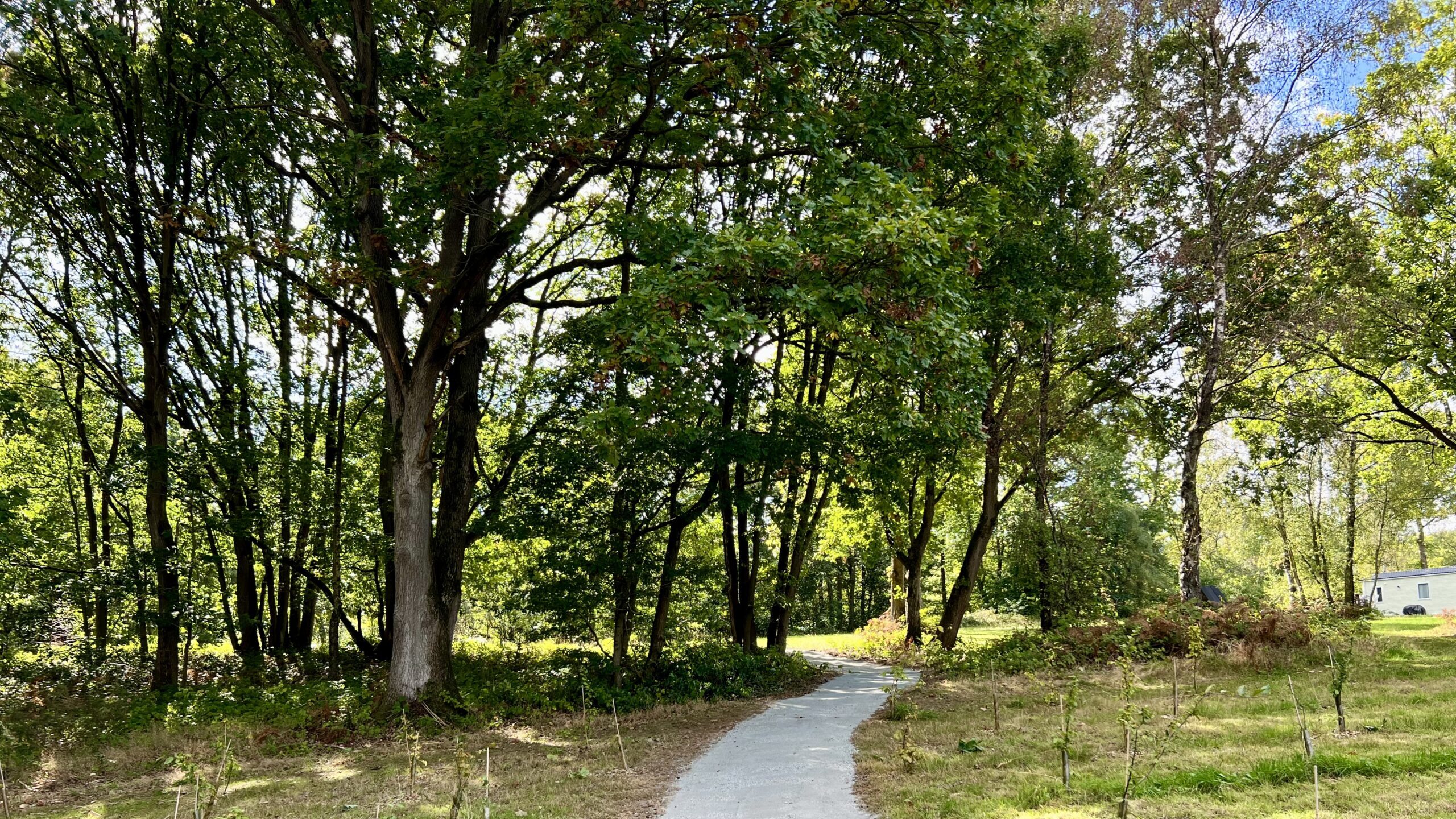 Peaceful woodland walks at Lodge Coppice Holiday Park