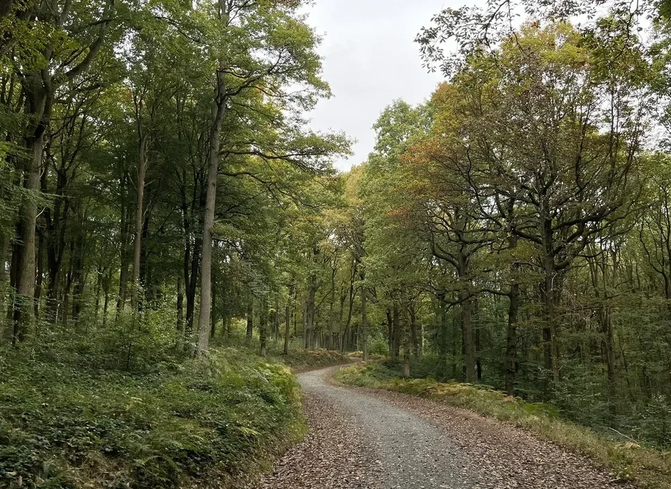 Beautiful Wyre Forest walks near Lodge Coppice
