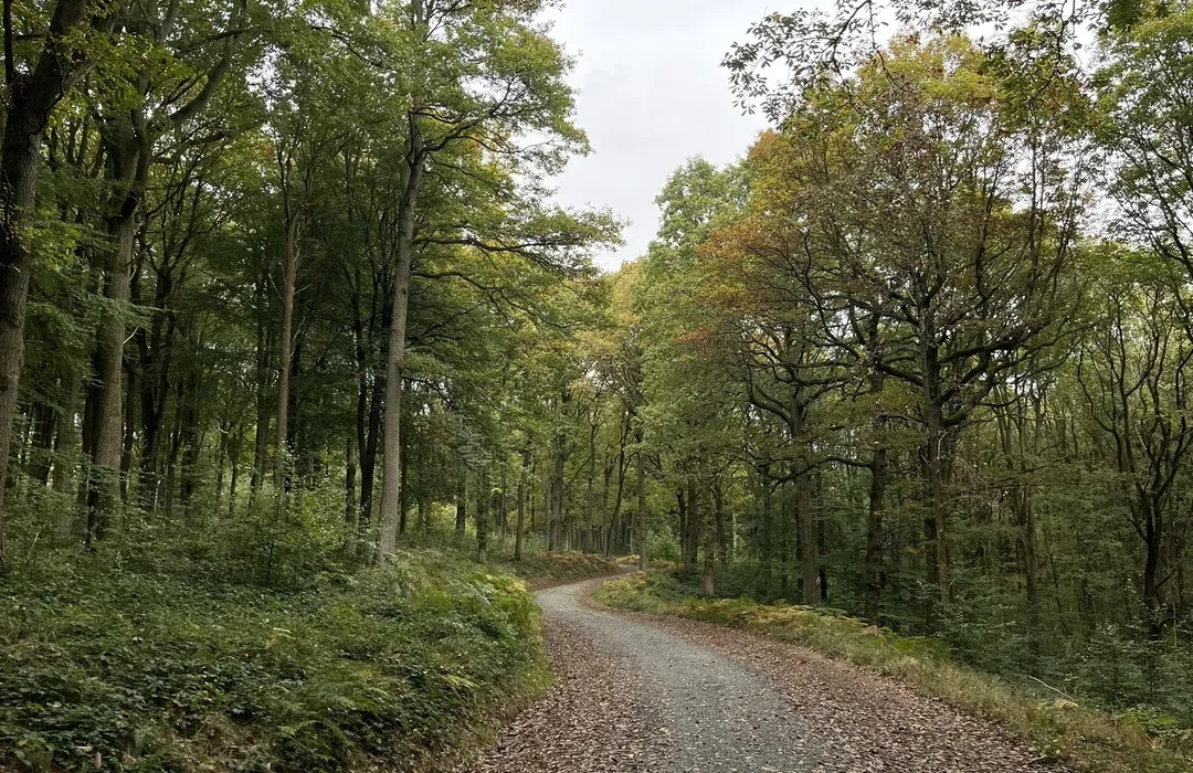 Beautiful Wyre Forest walks near Lodge Coppice