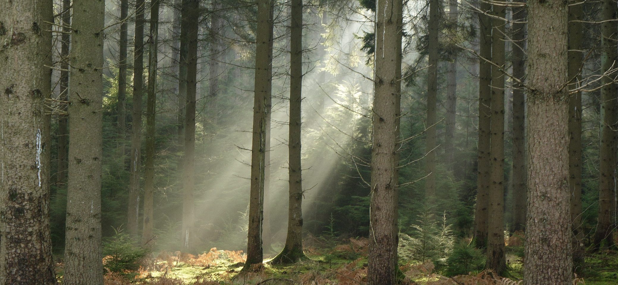 Morning sunlight in pine tree forest